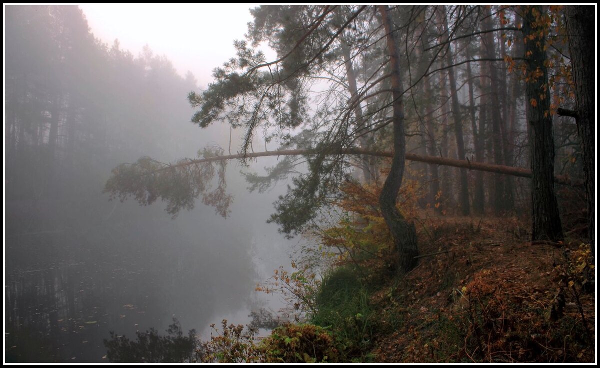 Осенний лес. - Volodymyr Shapoval VIS t