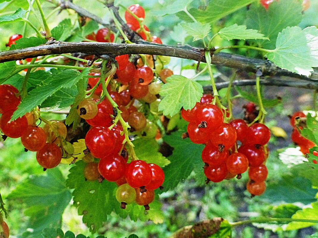 Зреет красная смородина - Лидия Бусурина