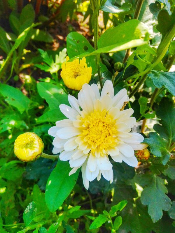 Цветы цветы лето лето - Света Кондрашова