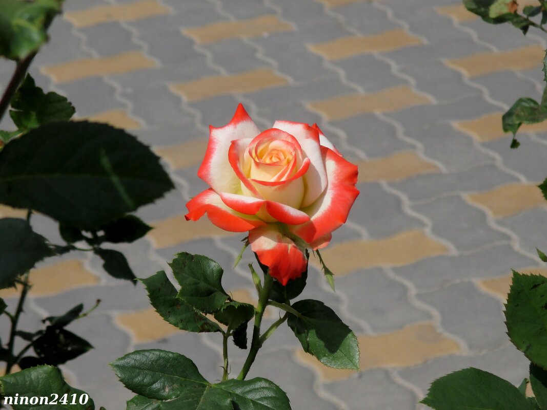 Красотка роза - Нина Бутко