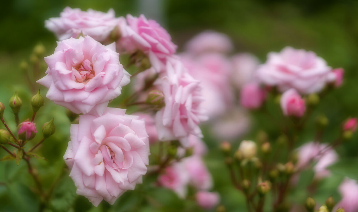 Розовые розы - Арина 