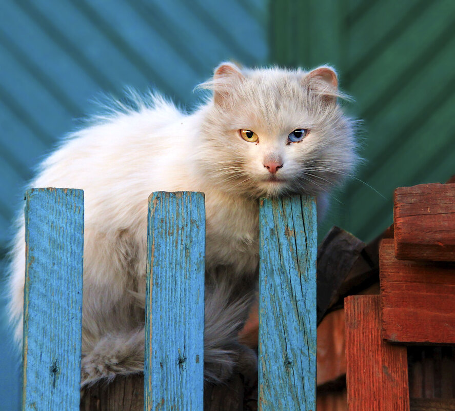 Кот с разноцветными глазами - Екатарина Готовская