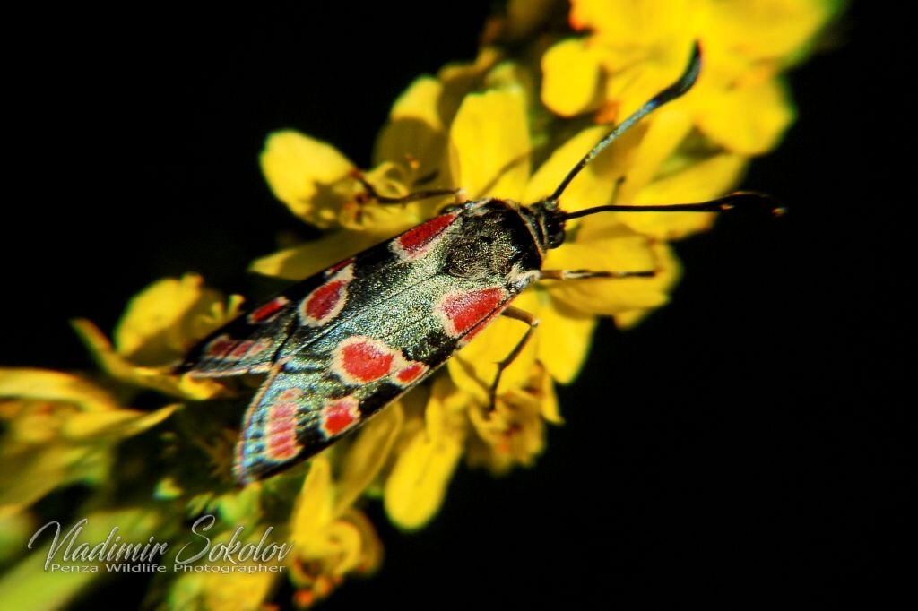 Пестрянка Глазчатая (Zygaena carniolica) - Владимир Соколов