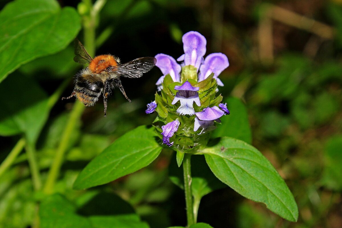 Bombus pascuorum (Scopoli, 1763) - Полевой шмель  IMG_2009 - Олег Петрушин