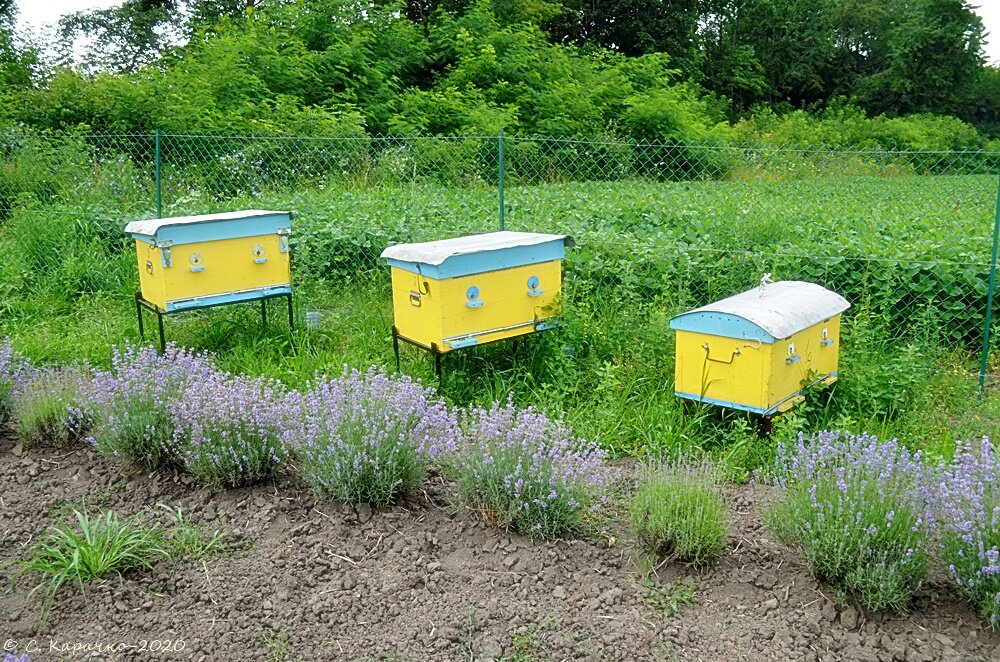 Бджілки біля лавандового поля - Степан Карачко