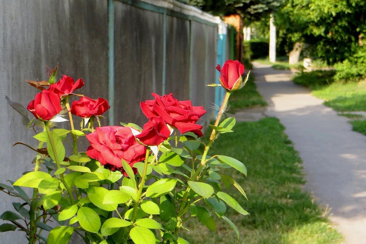 Розы вдоль дорожки - Татьяна Смоляниченко