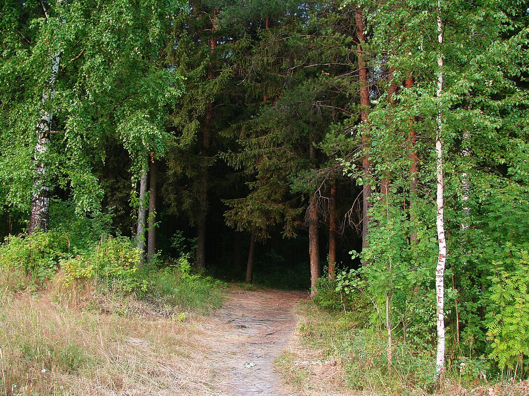 В лес прогуляться. - ANNA POPOVA