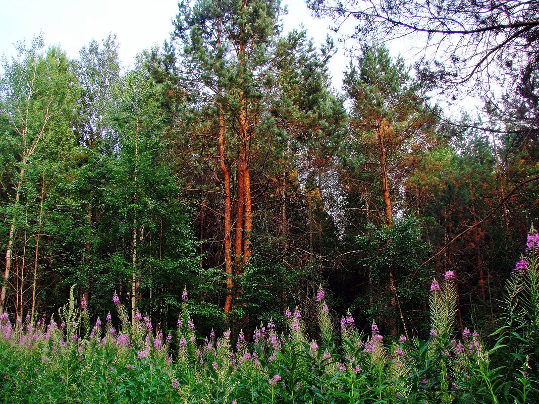 В лесу. - ANNA POPOVA