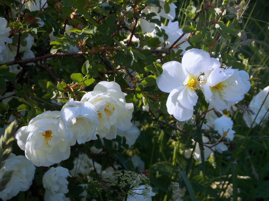 Прекрасные цветы шиповника - Фотогруппа Весна