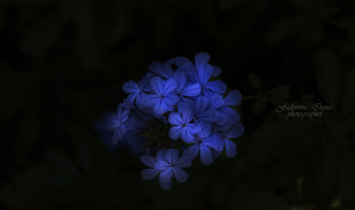 цветок в ночи - Ирена Цурпал