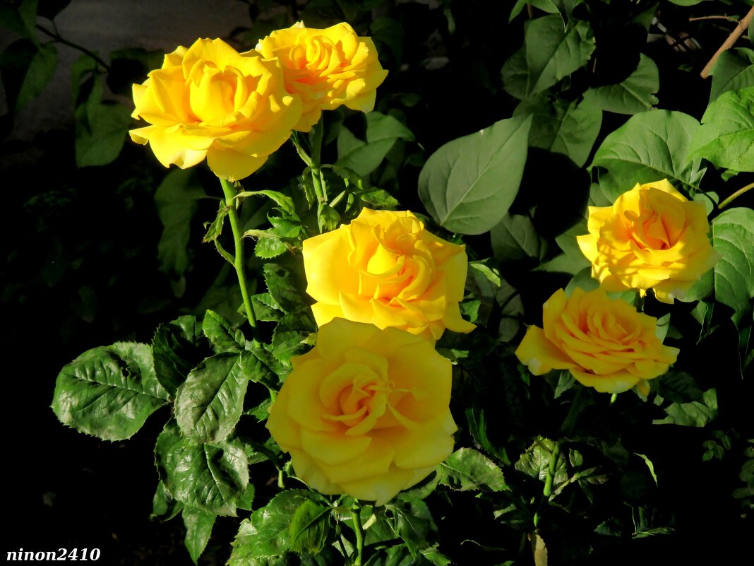 Любимые жёлтые розы! - Нина Бутко