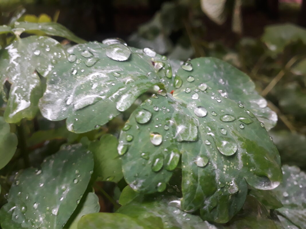 Природа после дождя - Юлия 