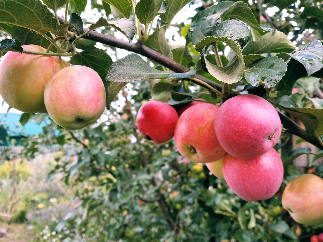 Яблоня с яблоками. - Сергей Черепанов