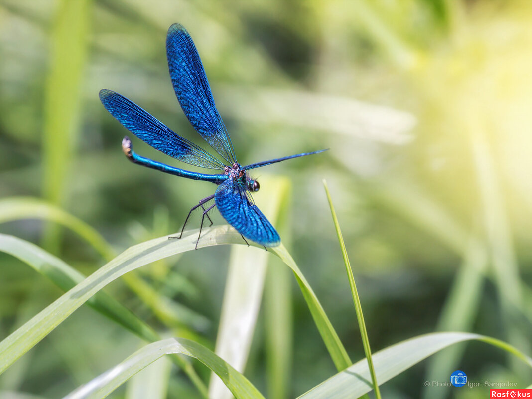 Calopteryx splendens - Игорь Сарапулов