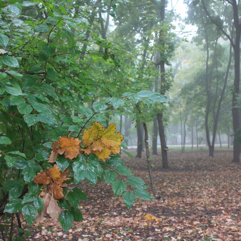 Лесной туман - Novikov38 Новиков