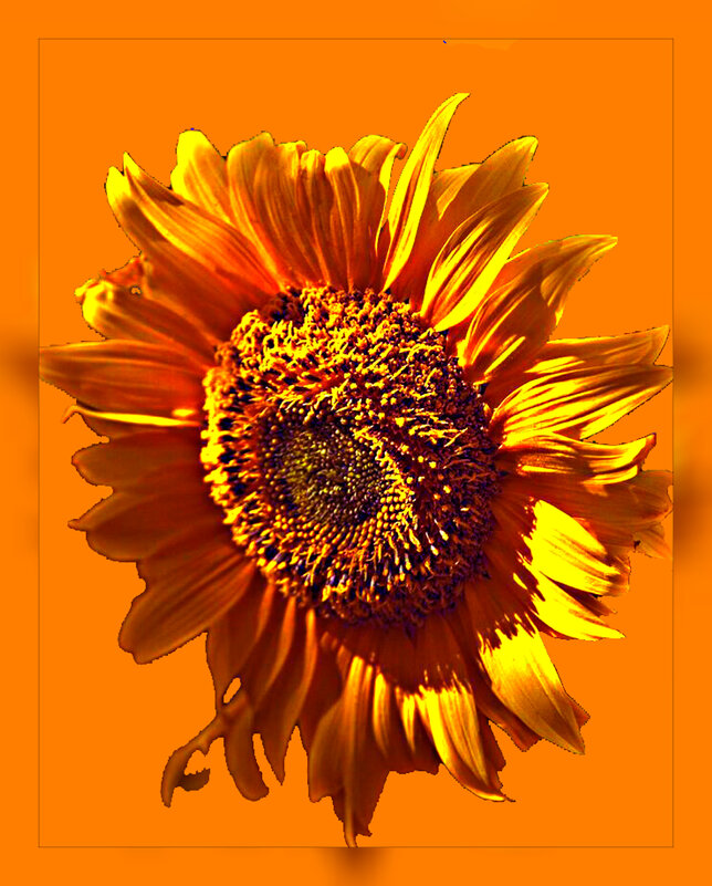 солнечный цветок по фото РИММА МОЛОДЧЕНКО - Владимир Хатмулин
