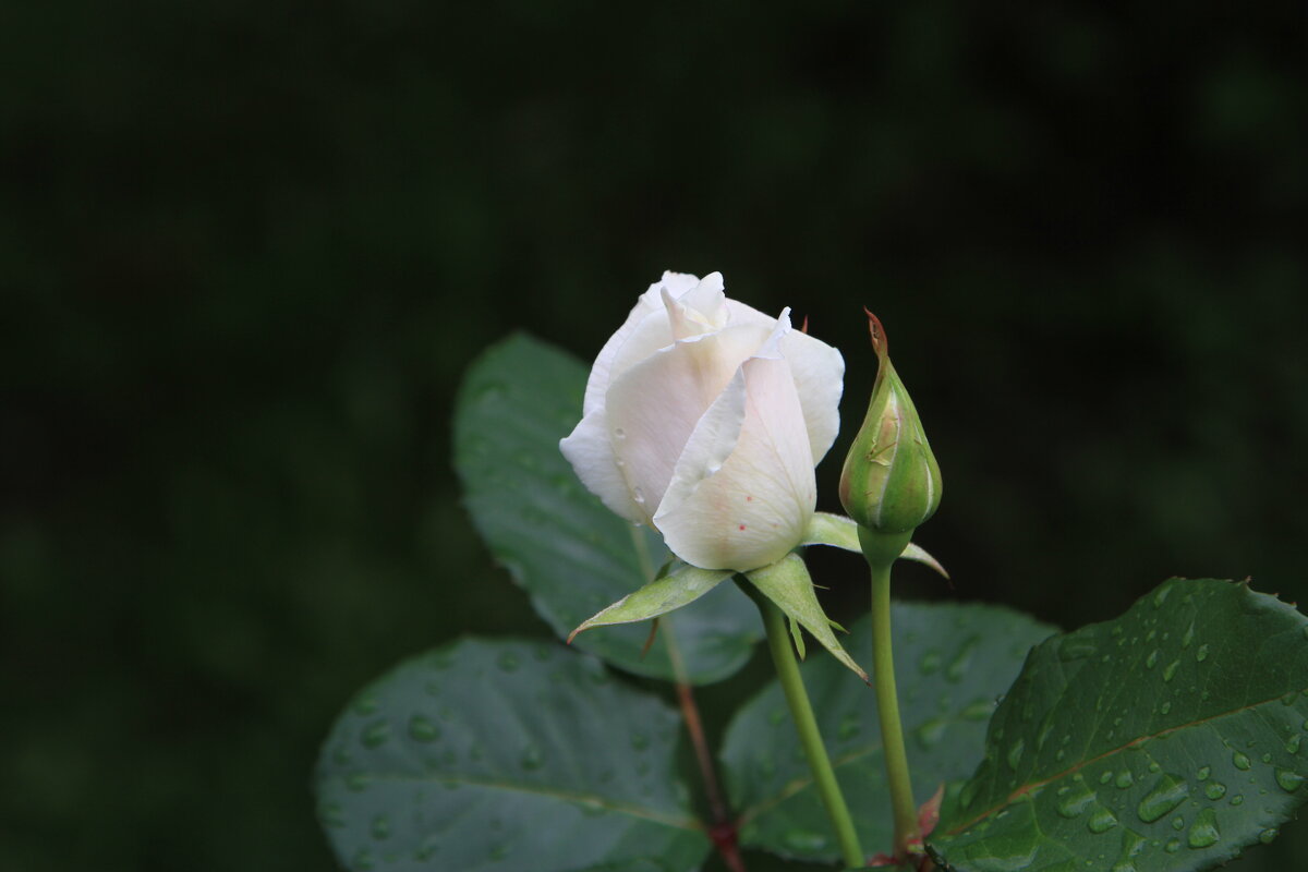Белая роза - Cергей Кочнев