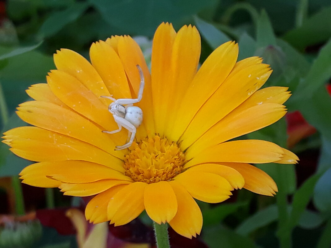 Паук на цветке календулы - Юлия 