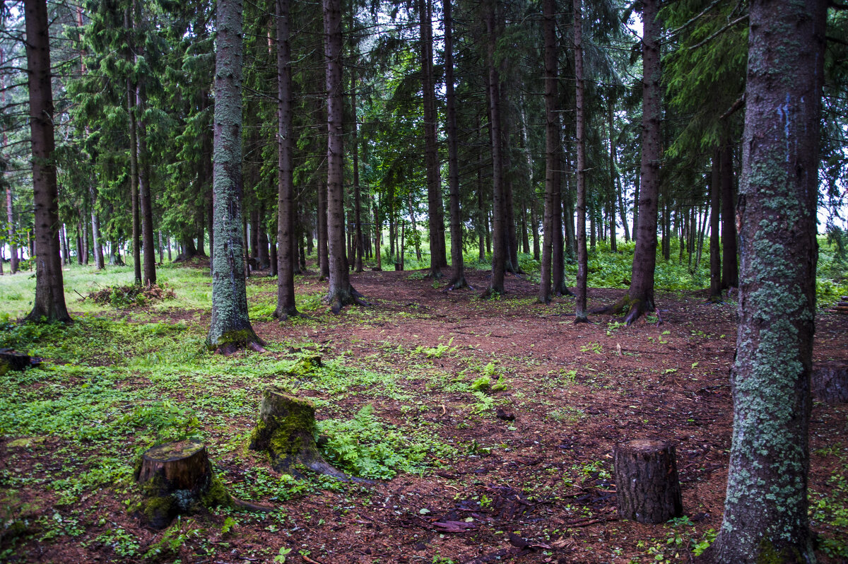 Валдайский лес - Олег Oleg