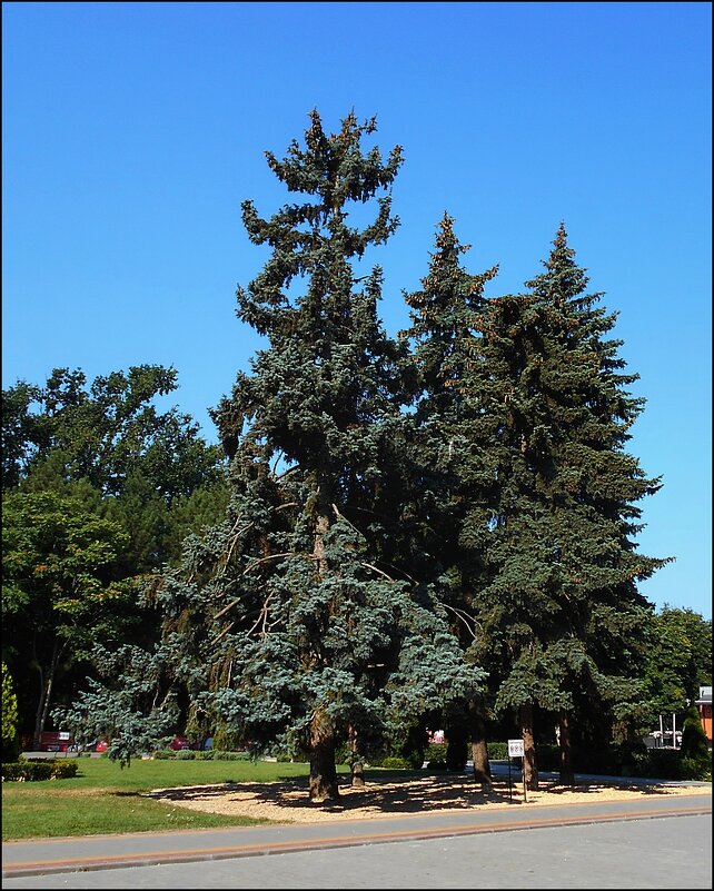 Ели в парке - Людмила 