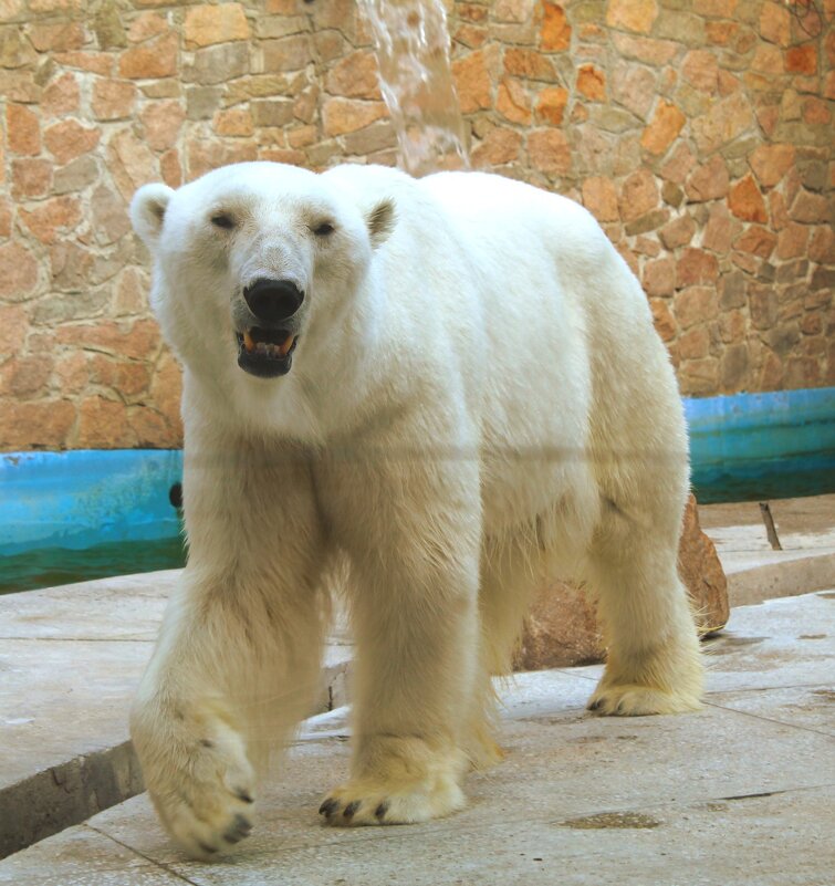 белый медведь - ольга хакимова