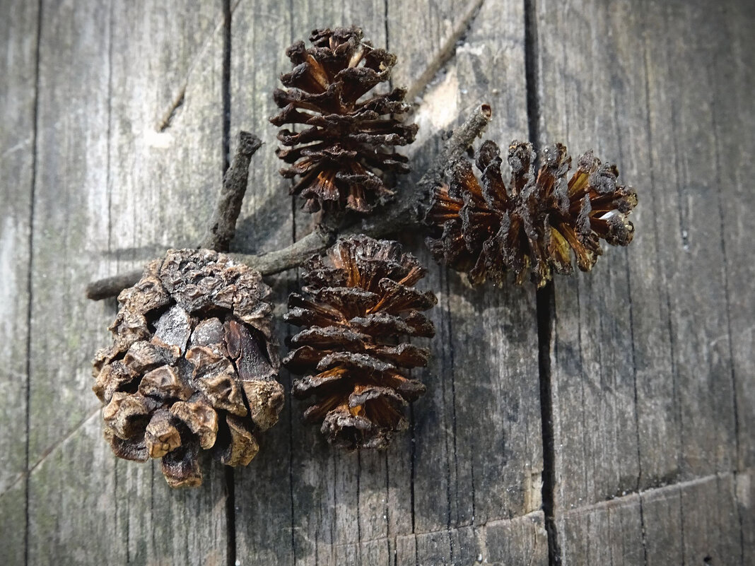 Шишки ольхи / Соплодия ольхи (Alni Fructus) Еловая шишка (Аltera pineam nucem) - Денис Бочкарёв