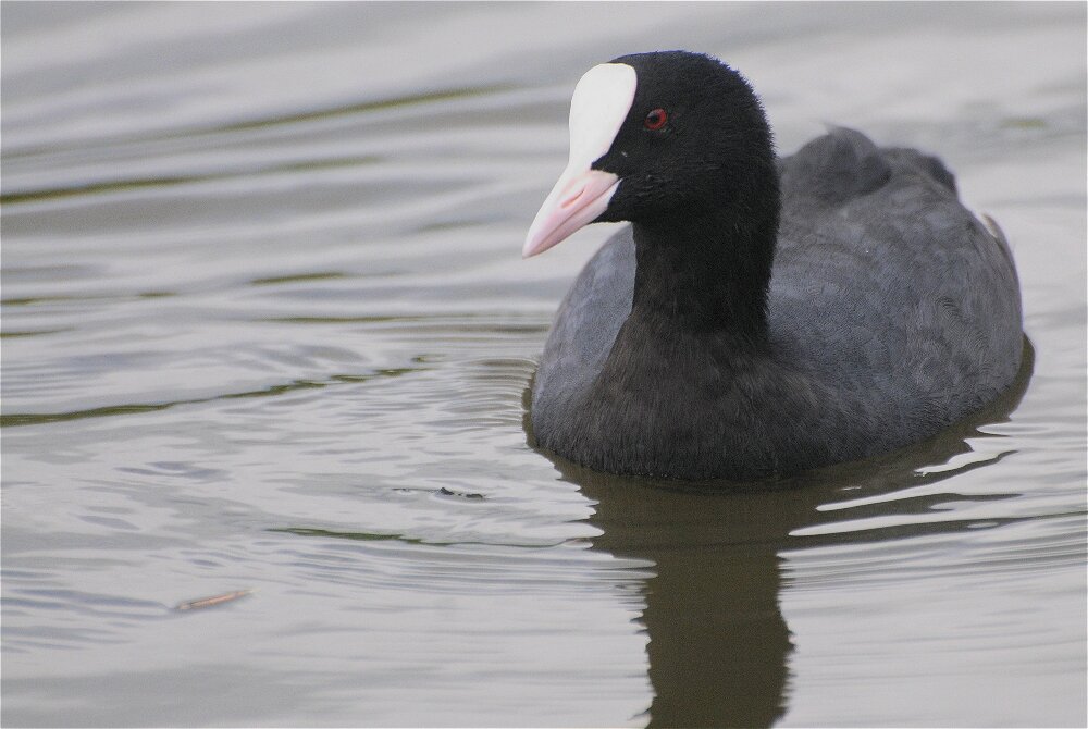 Лысуха(Fulica atra) - Иван 