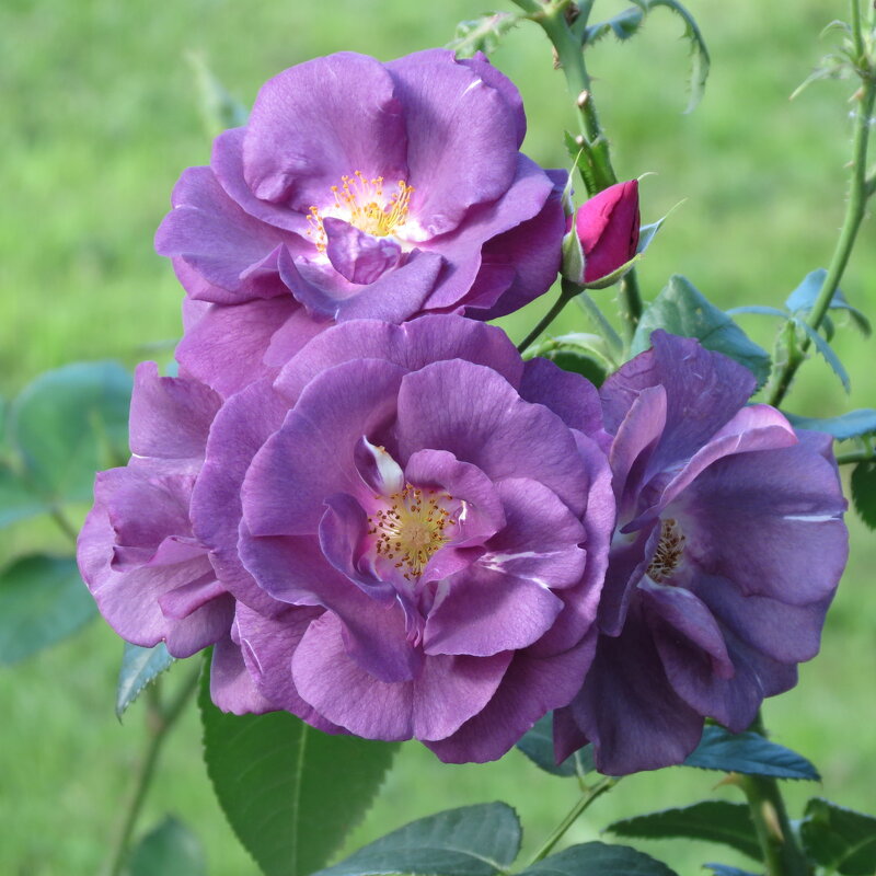 Фиолетовые розы - Людмила 