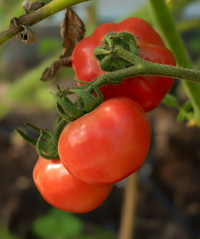 fresh tomatoes - Zinovi Seniak