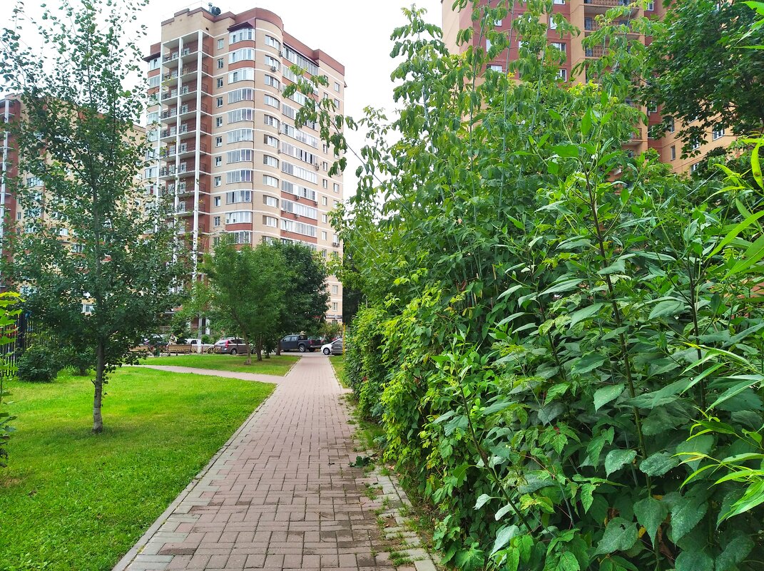 Мой зеленый город - Елена Семигина