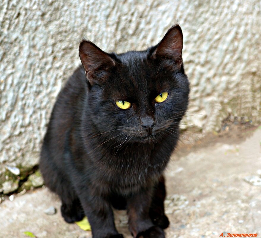 Международный день черного кота - Андрей Заломленков