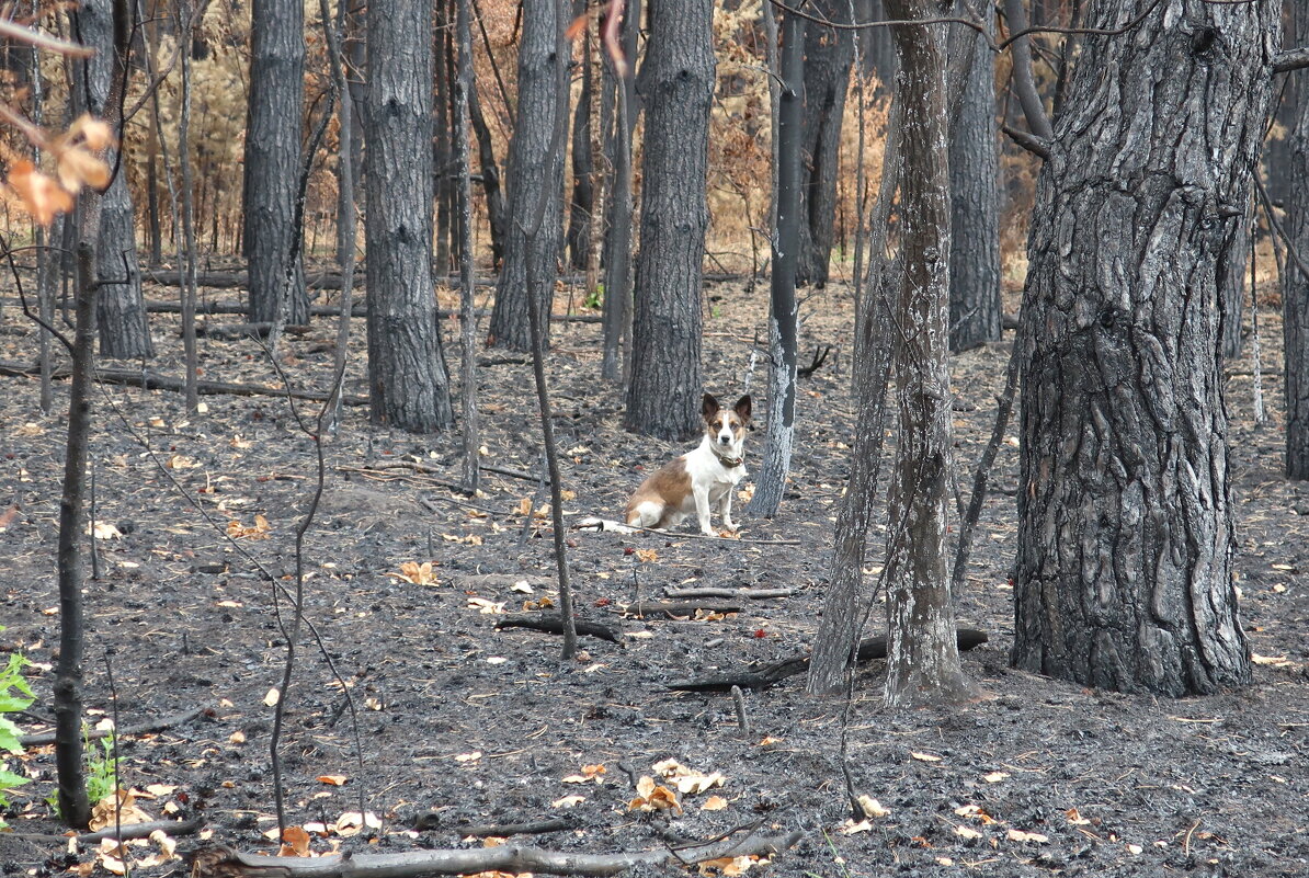 Собака заблудилась в горелом лесу - Gen Vel