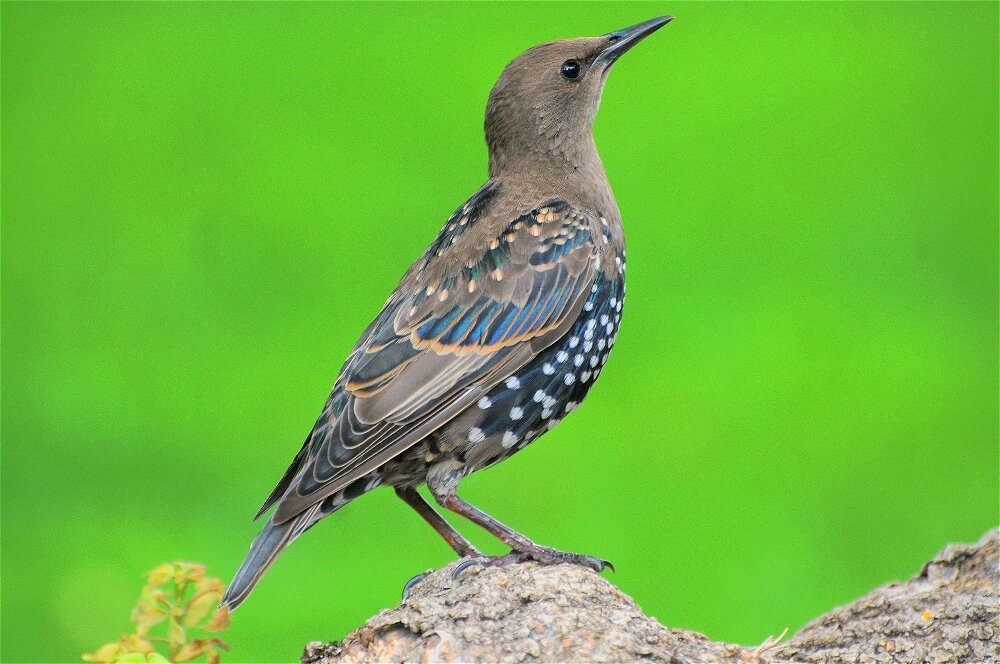 Обыкновенный скворец(Sturnus vulgaris) - Иван 