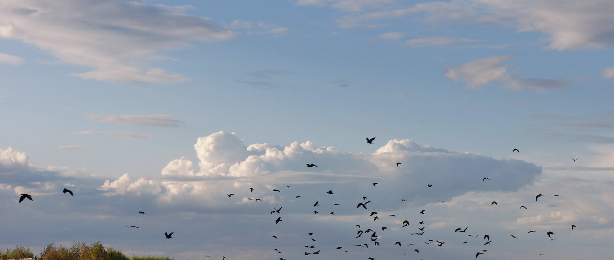 Птицы на фоне облаков. - сергей 