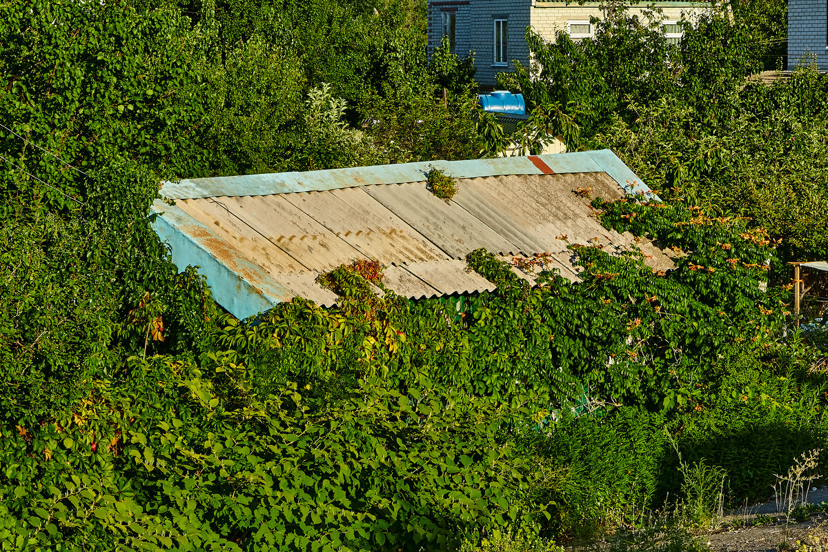 Крыша дома в зелени - Алексей Р.