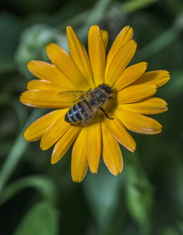 Пчелка на медосборе - gribushko грибушко Николай