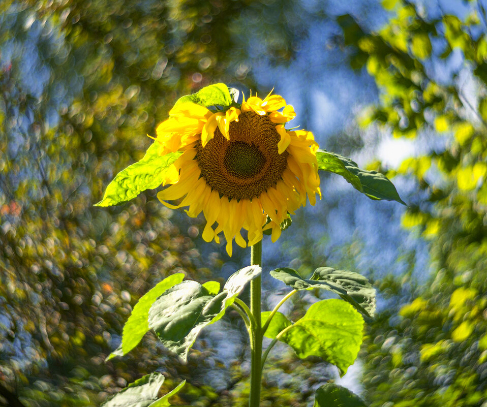 sunflower - Zinovi Seniak