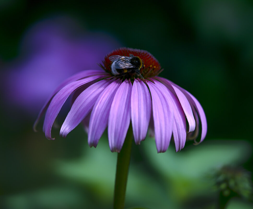 bumblebee - Zinovi Seniak