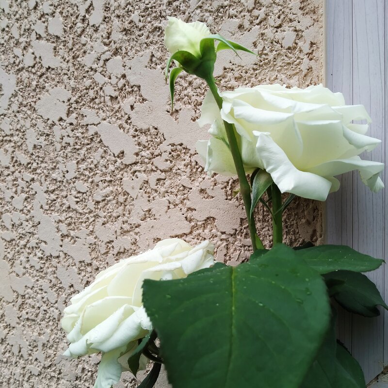 Белые розы - Анара 