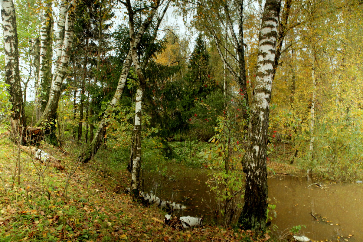 Осень (вид 5) - Геннадий Мельников