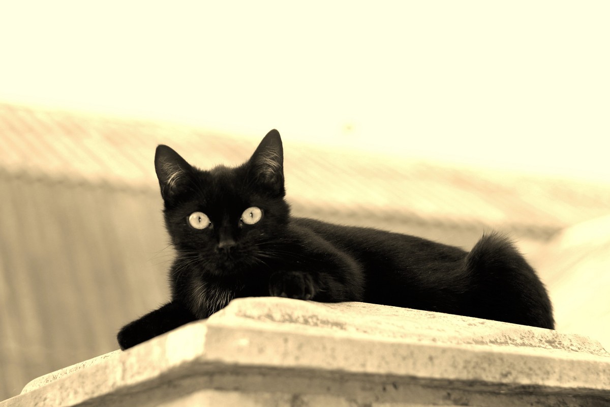 Черный кот - Tanya Temyaya 