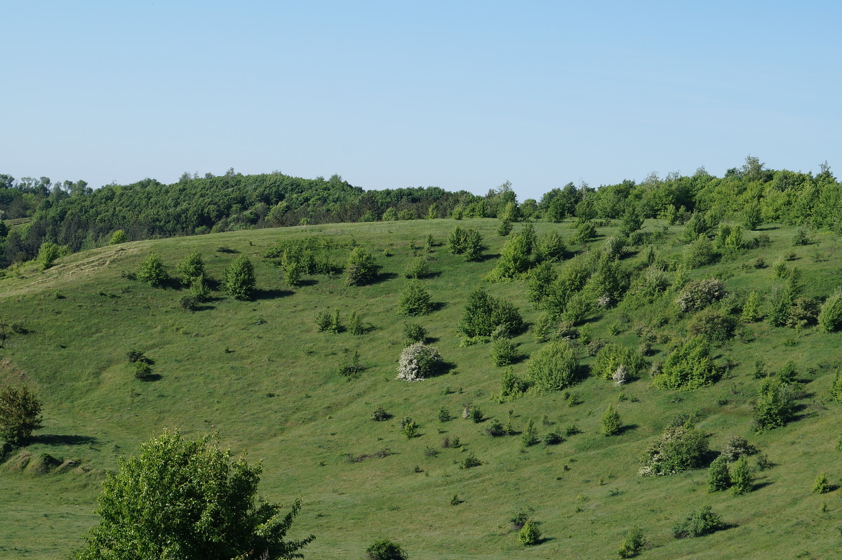 Весна - VOROBYOFF VOROBYOV