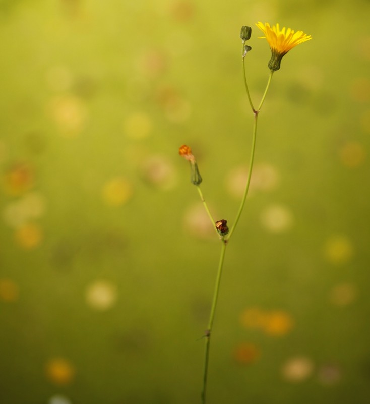 A Yellow Flower - Ильгам Кильдеев