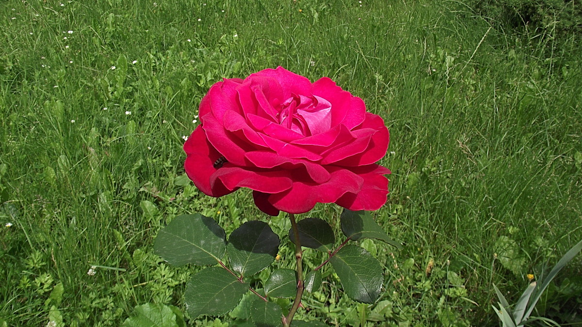 Червона троянда - Юрій Федчак