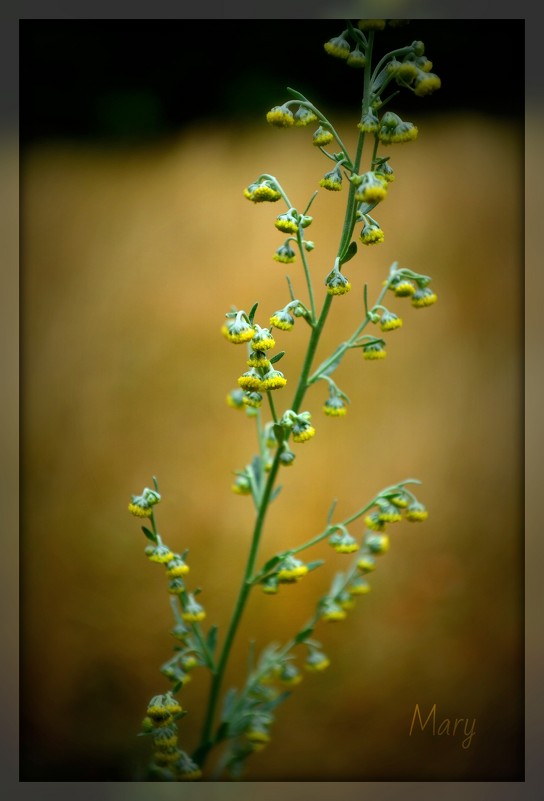 Природа Украины - Mandarinka 