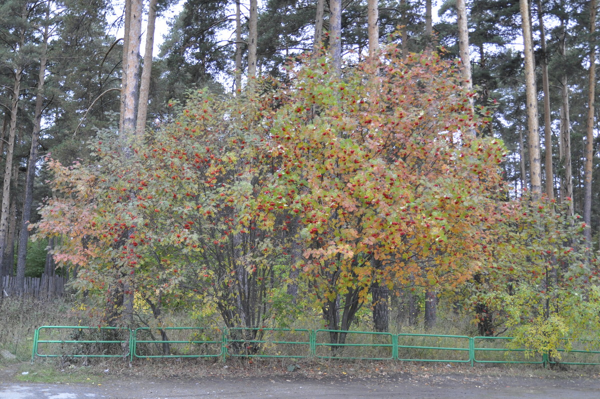 Осень - Николай Гирев