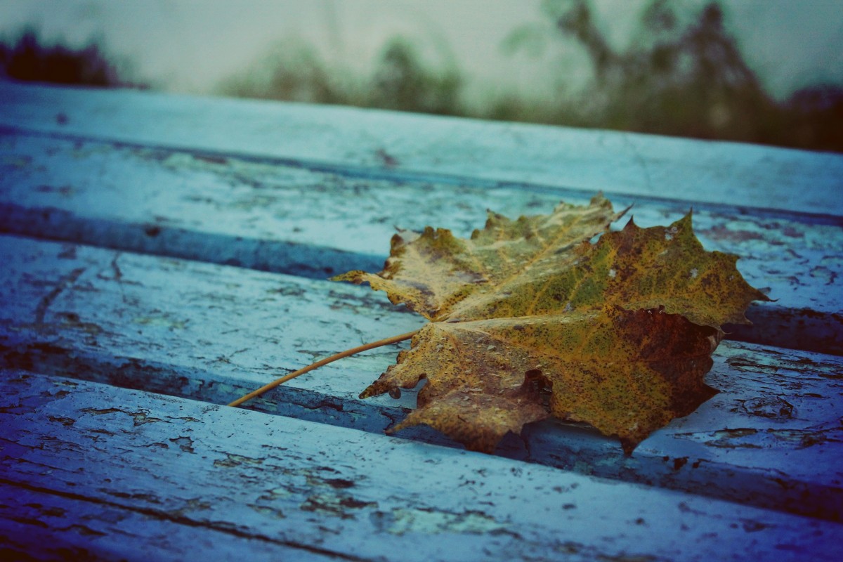 Осенний кленовый листочек - Виктория Карло(Голикова)