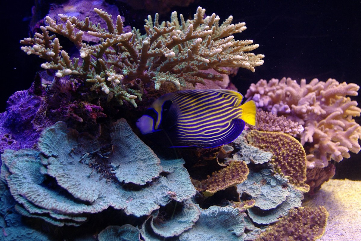 Риф-рыбы-кораллы - Boris Khershberg