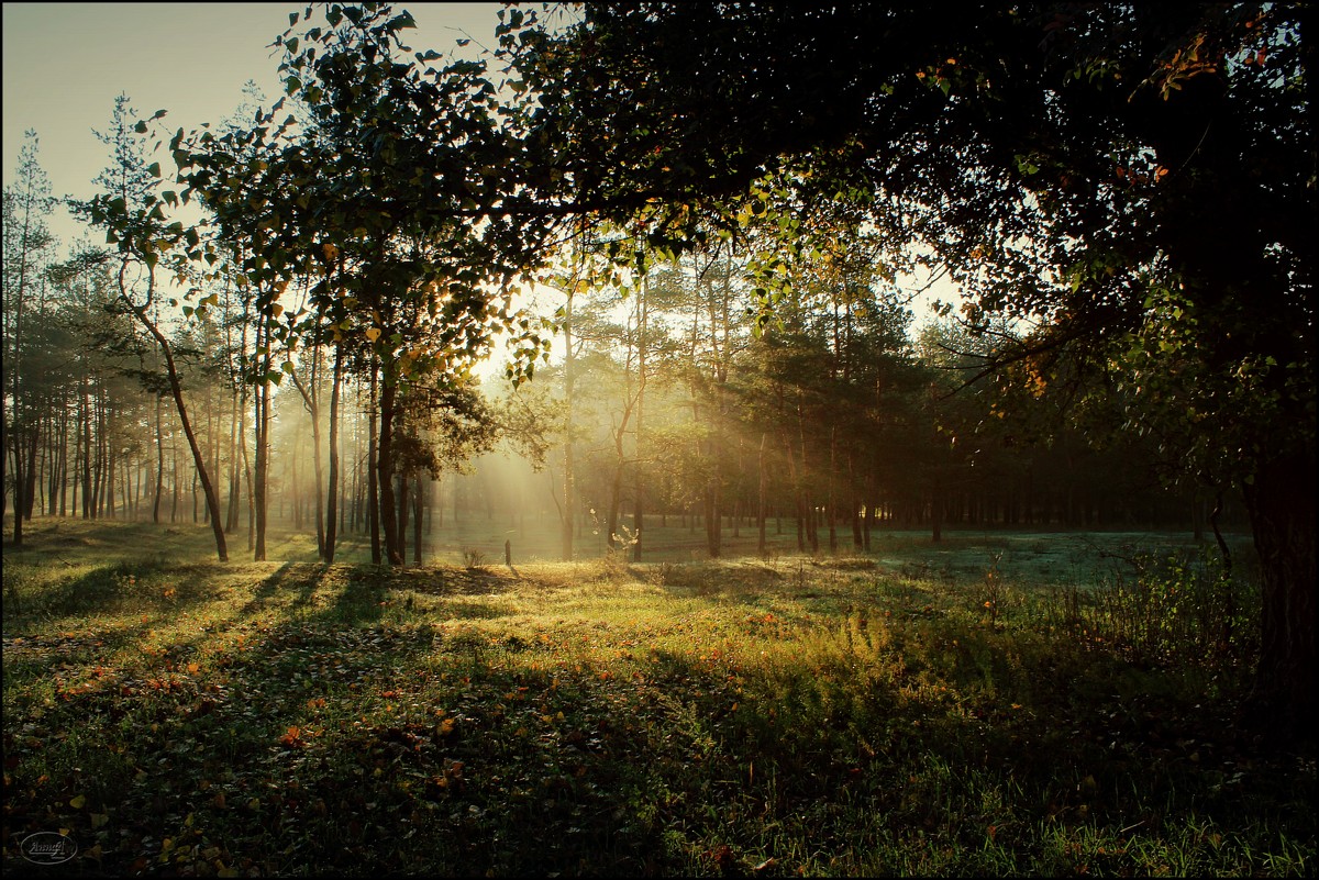 Рассветный лес - Анна Anuta