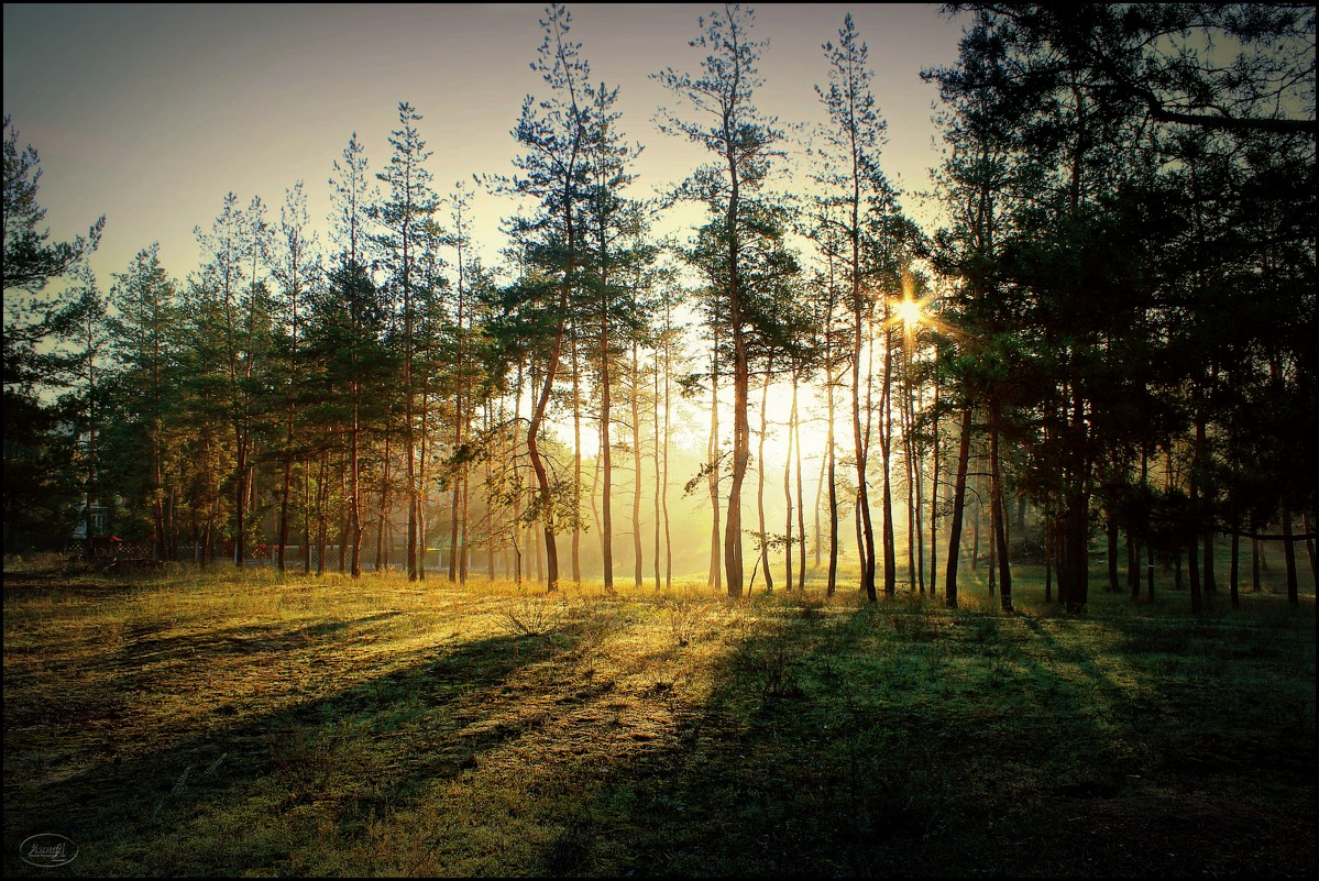 Рассветный лес - Анна Anuta